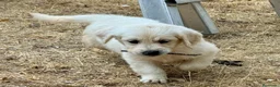 Golden Retriever perros en venta: hembra fantástica de Golden  - Anuncio 8