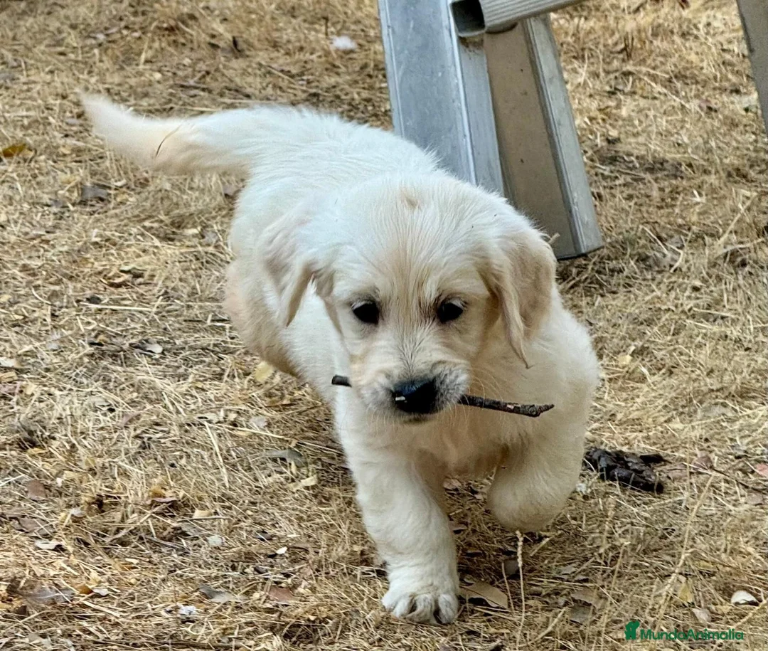 Golden Retriever perros en venta: hembra fantástica de Golden  - Anuncio 8