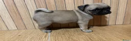 Carlino - Pug perros en venta: Carlino -pug - Anuncio 4