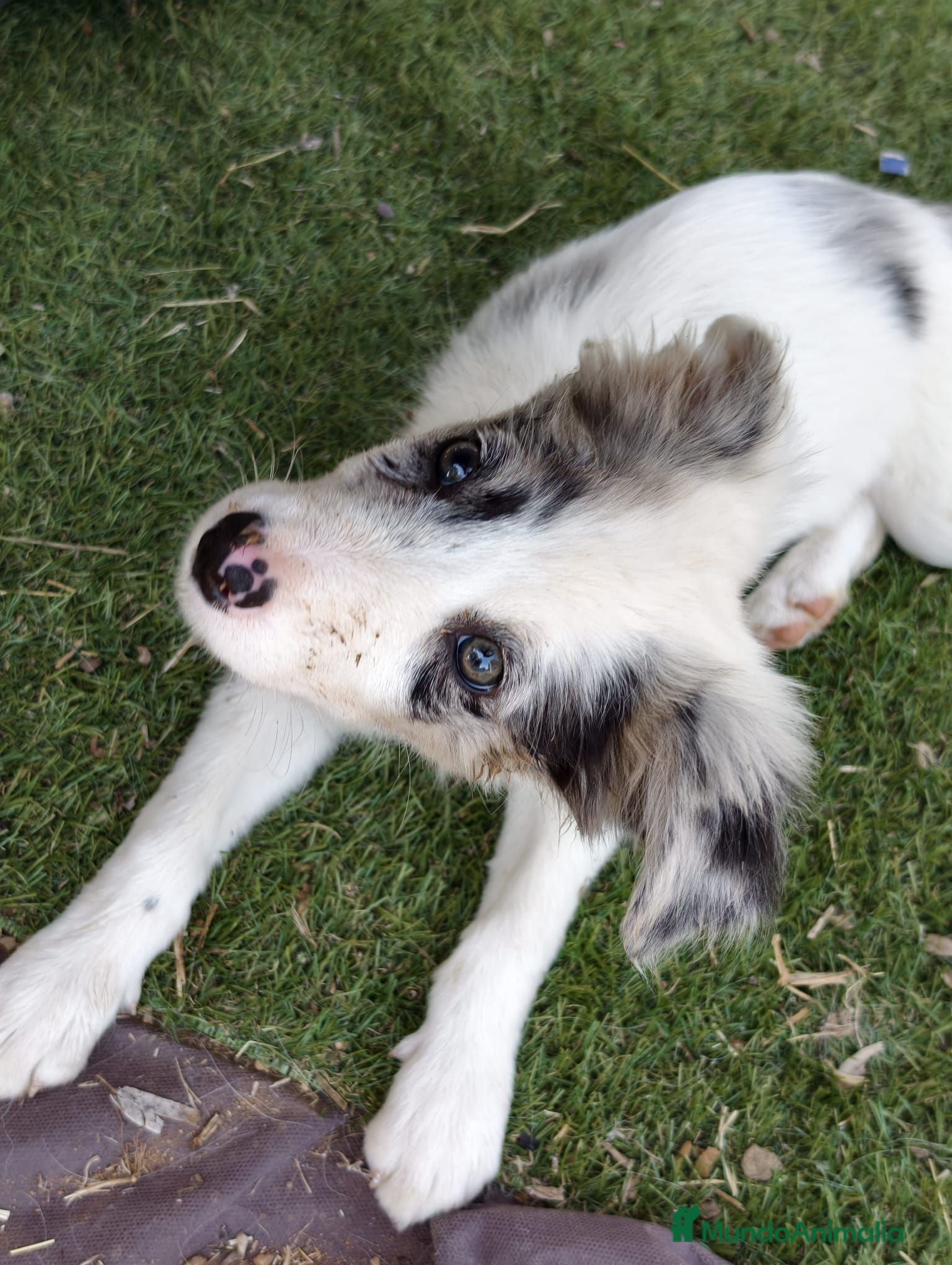 Border Collie perros Border collie - Anuncio 1