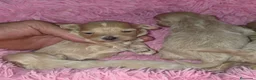 Maltipoo perros en venta: Maltipoos tea cup - Anuncio 2