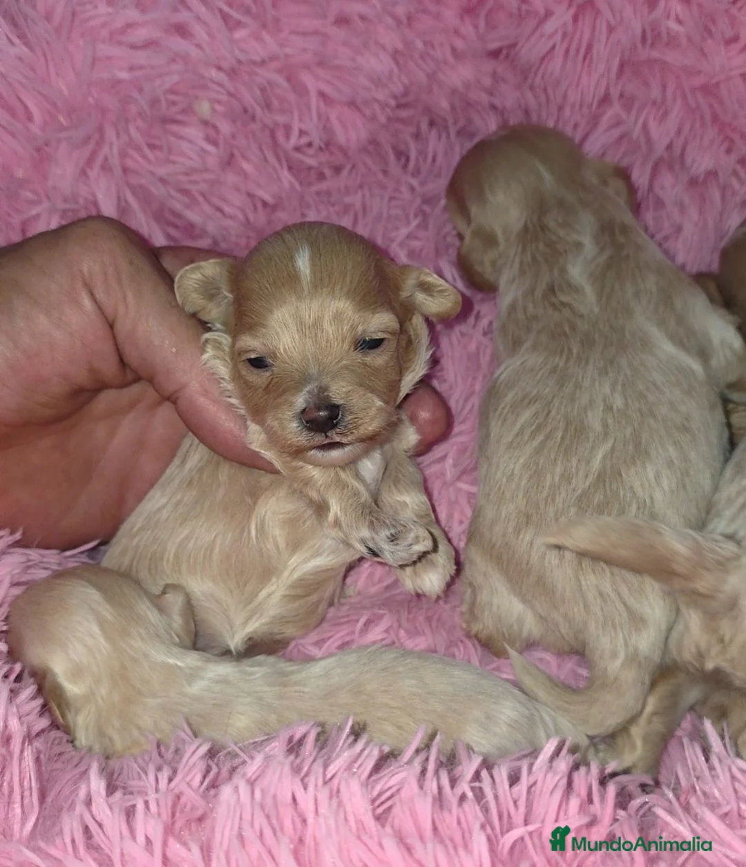 Maltipoo perros en venta: Maltipoos tea cup - Anuncio 2