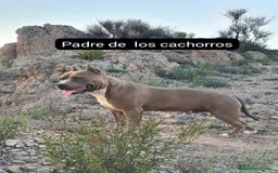 American Staffordshire-Terrier perros en venta: American Stanford  - Imagen 8