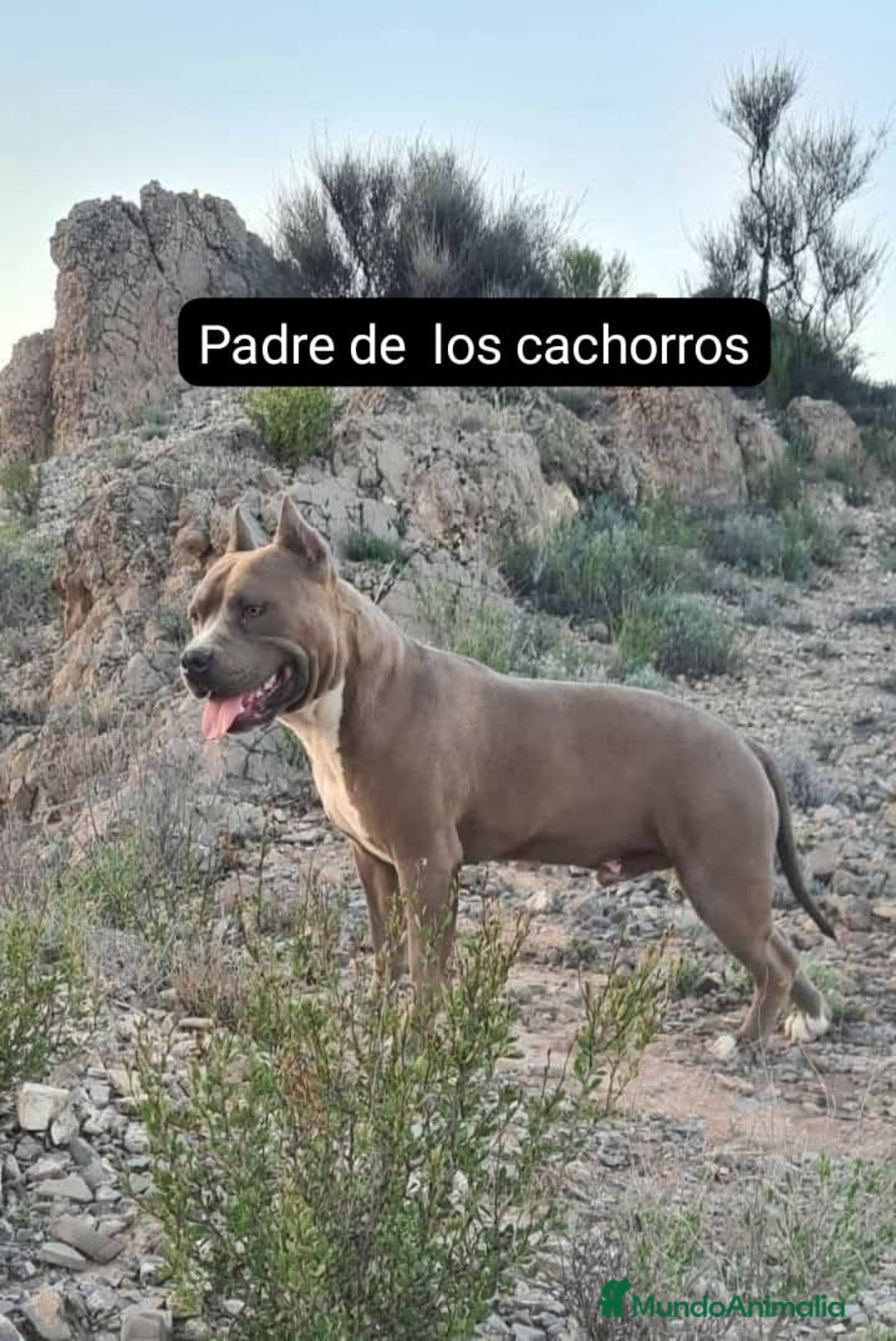 American Staffordshire-Terrier perros en venta: American Stanford  - Imagen 8