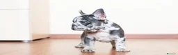 Bulldog Francés perros en venta: BULLDOG FRANCES - HUELVA - ENTREGA  - Anuncio 2