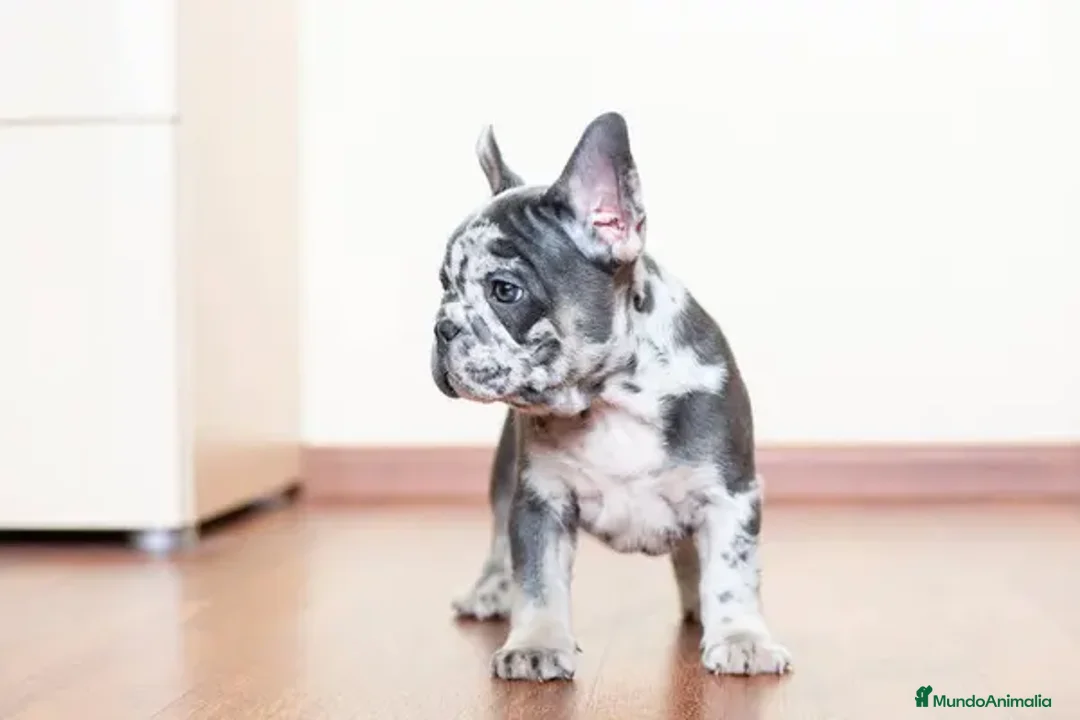 Bulldog Francés perros en venta: BULLDOG FRANCES - HUELVA - ENTREGA  - Anuncio 2