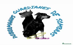 Dobermann perros en venta: Doberman de calidad  - Imagen 1