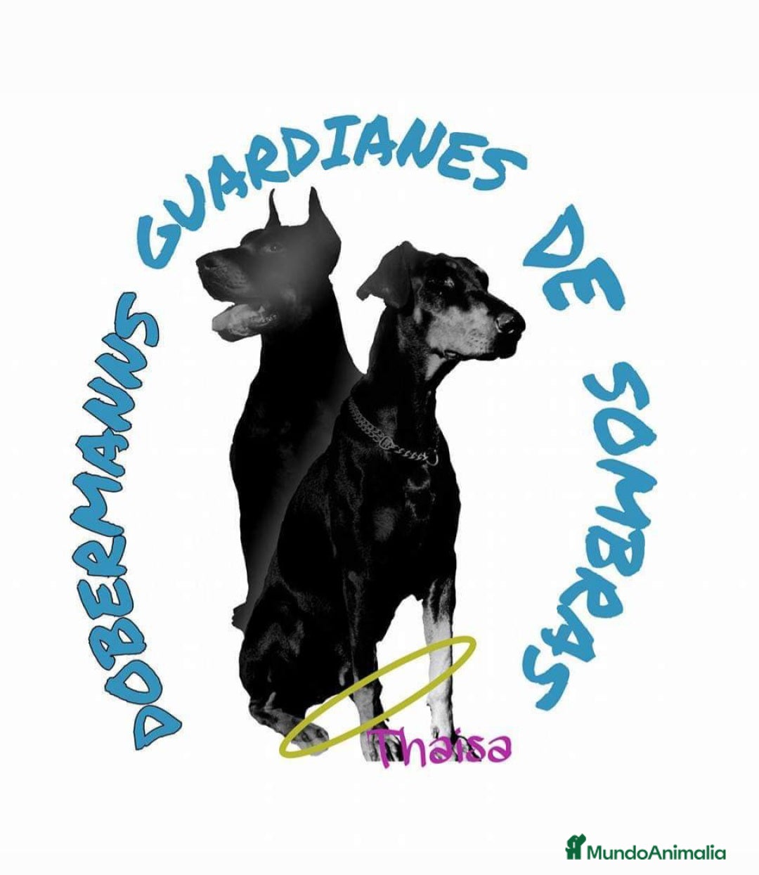 Dobermann perros en venta: Doberman de calidad  - Imagen 1