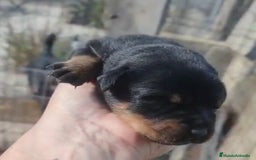 Rottweiler perros en venta: Camada de Rottwailer en Toledo - Anuncio 5