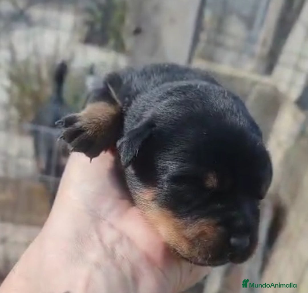 Rottweiler perros en venta: Camada de Rottwailer en Toledo - Anuncio 5