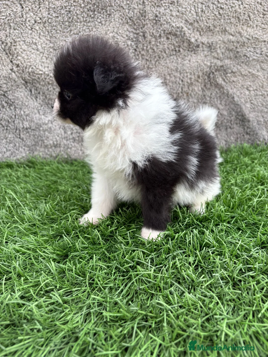 Pomerania perros en venta: Macho toy lulu de Pomerania Party negro blanco  - Anuncio 20