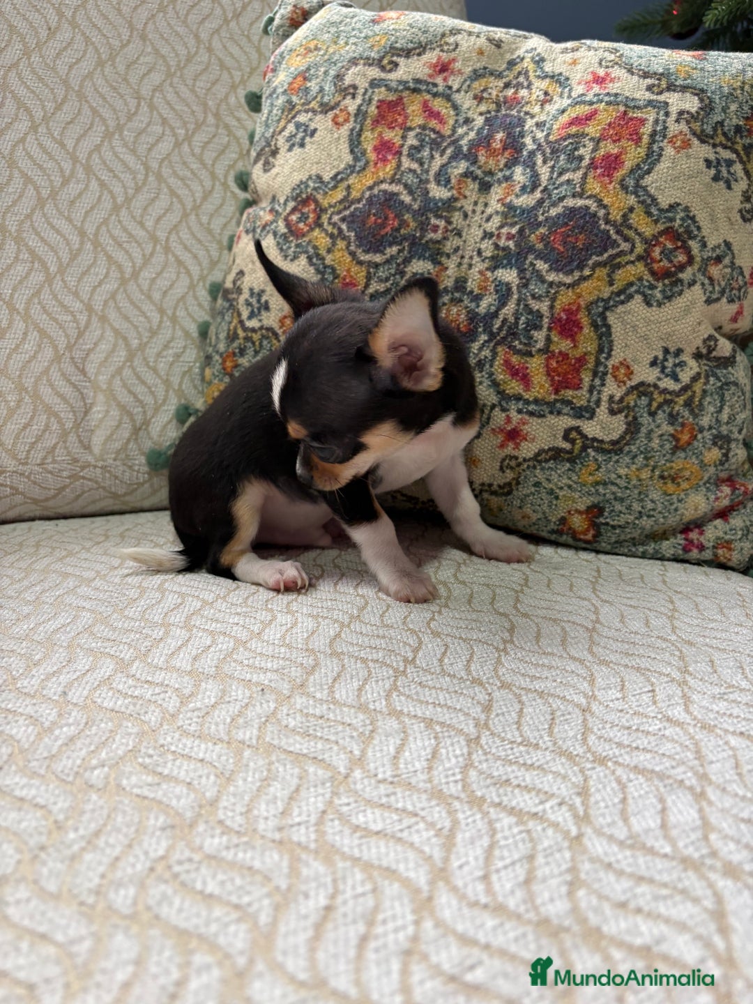 Chihuahua perros en venta: Macho chihuahua Toy tricolor  - Anuncio 8
