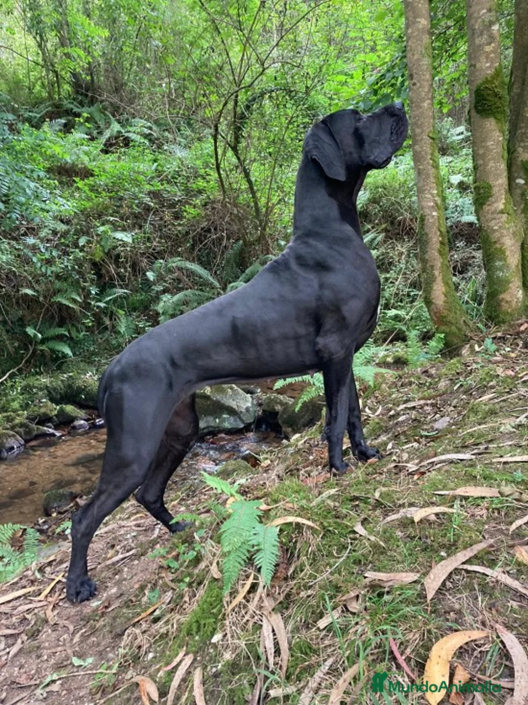 Imagen de galería {{count}}