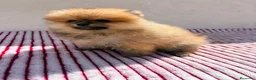 Pomerania perros en venta: Lulu de Pomerania toy  - Anuncio 4
