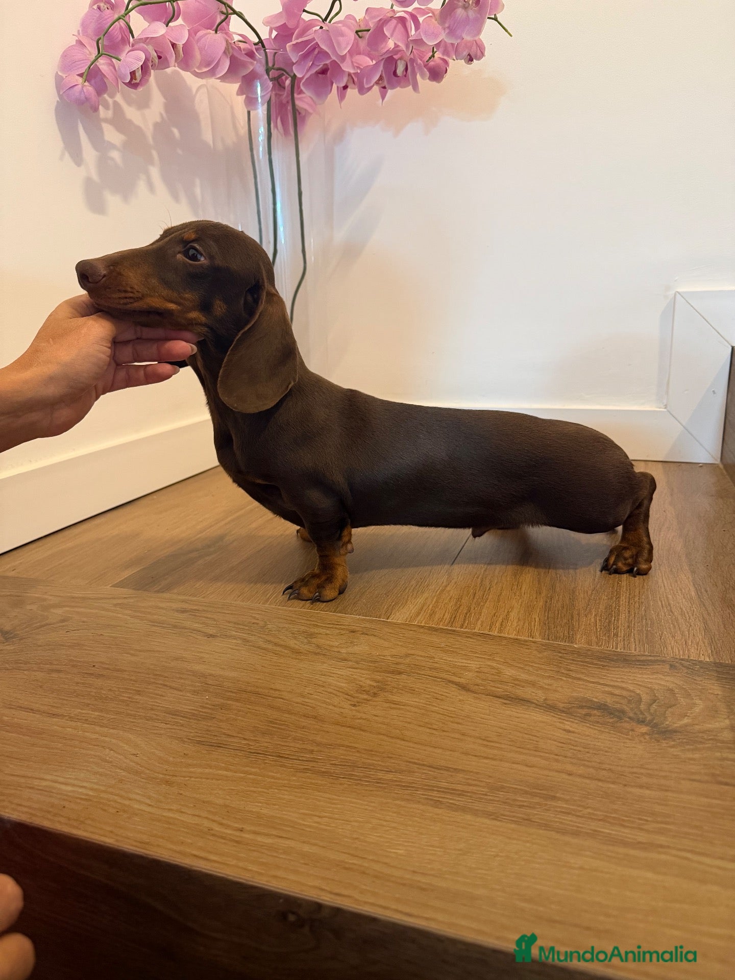 Teckel Miniatura perros Teckel mini  - Anuncio 1