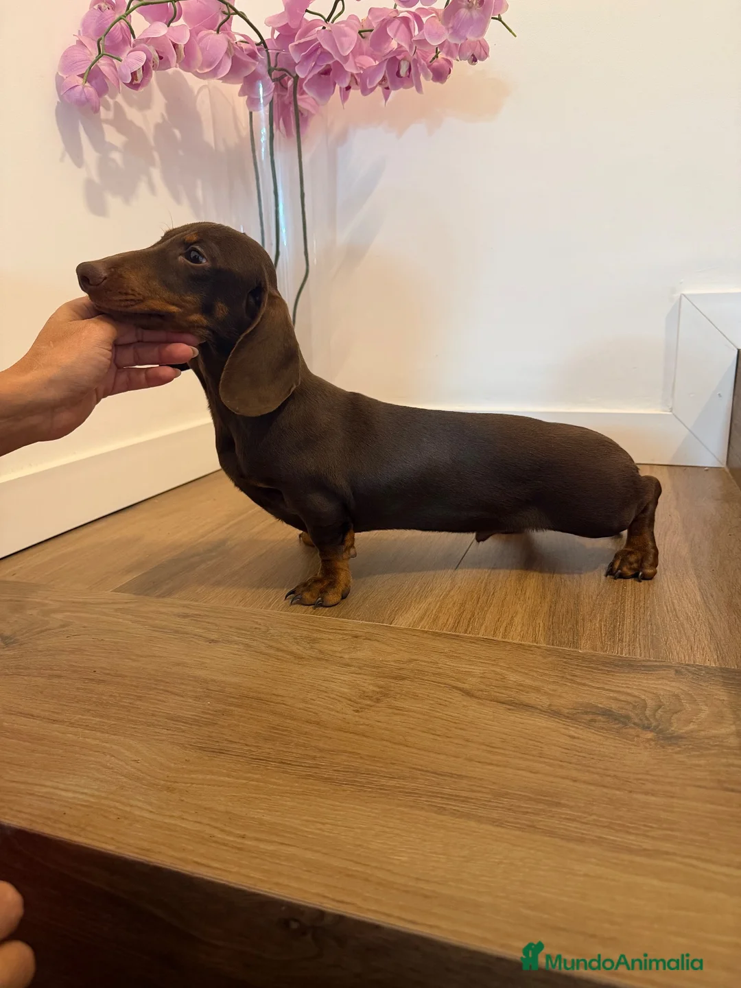 Teckel Miniatura perros en venta: Teckel mini  - Anuncio 1