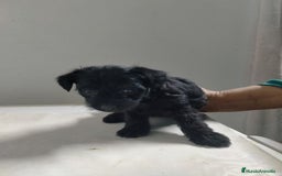 Raza Mixta perros en venta: Yorkiepoo  - Imagen 3