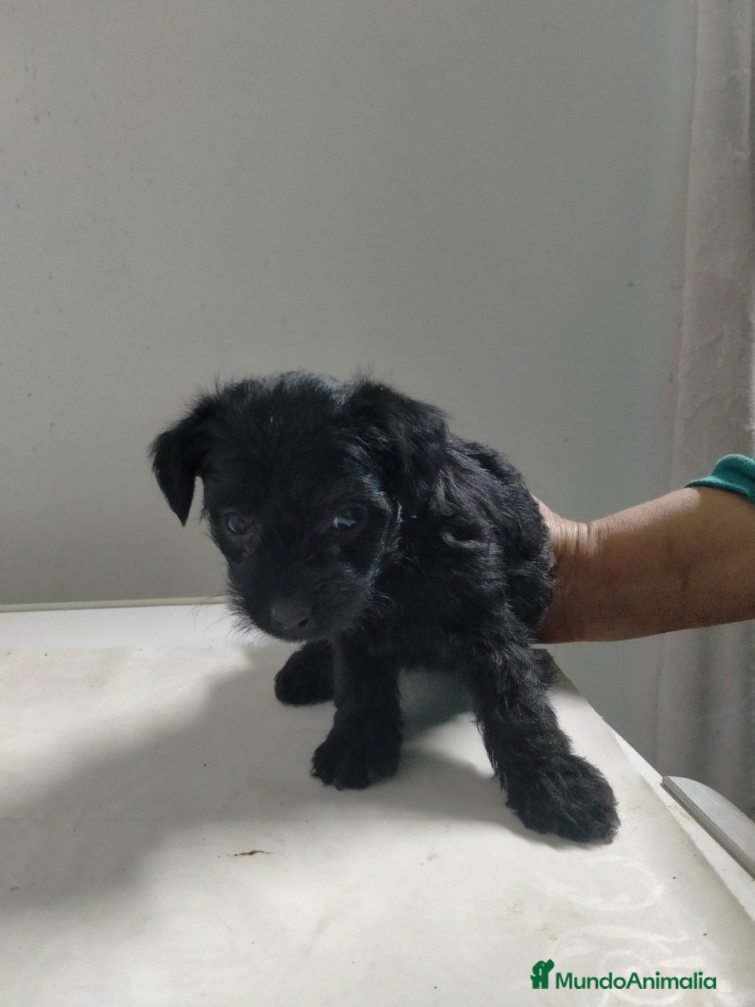 Raza Mixta perros en venta: Yorkiepoo  - Imagen 3