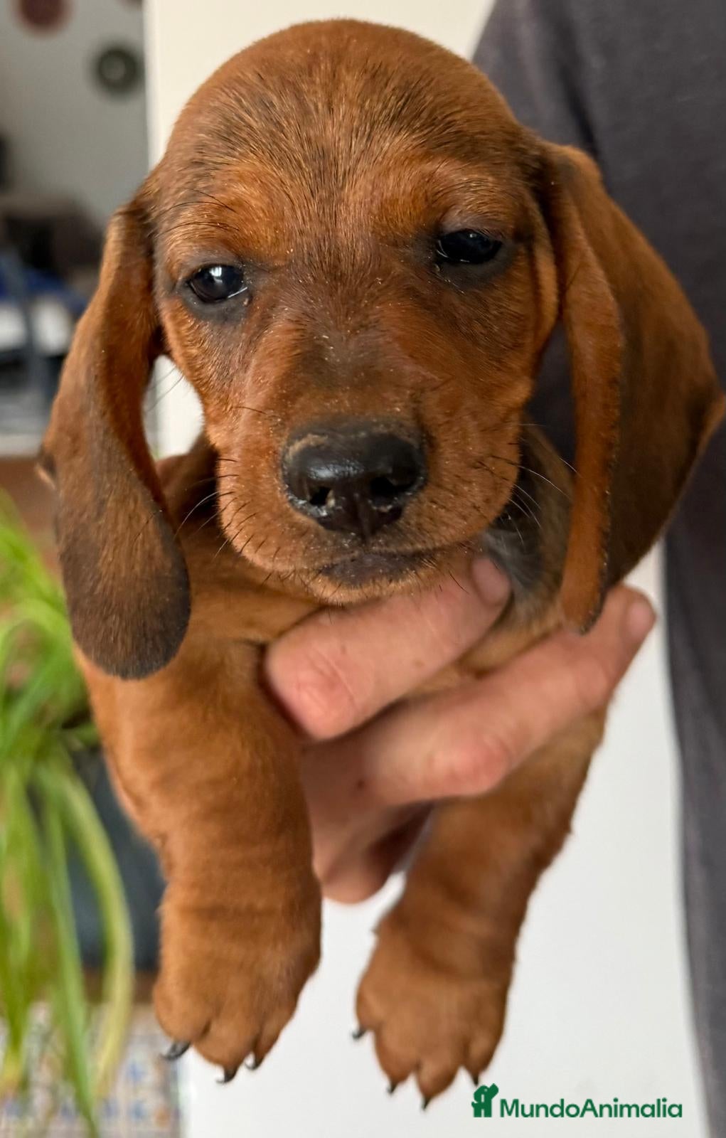 Teckel Miniatura perros teckel mikniatura valencia madrid - Anuncio 1