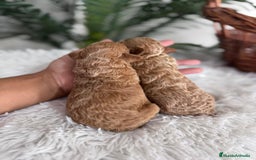 Caniche Toy perros en venta: CANICHE TOY - Imagen 12