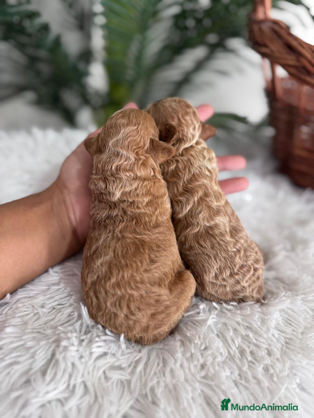 Caniche Toy perros en venta: CANICHE TOY - Imagen 12