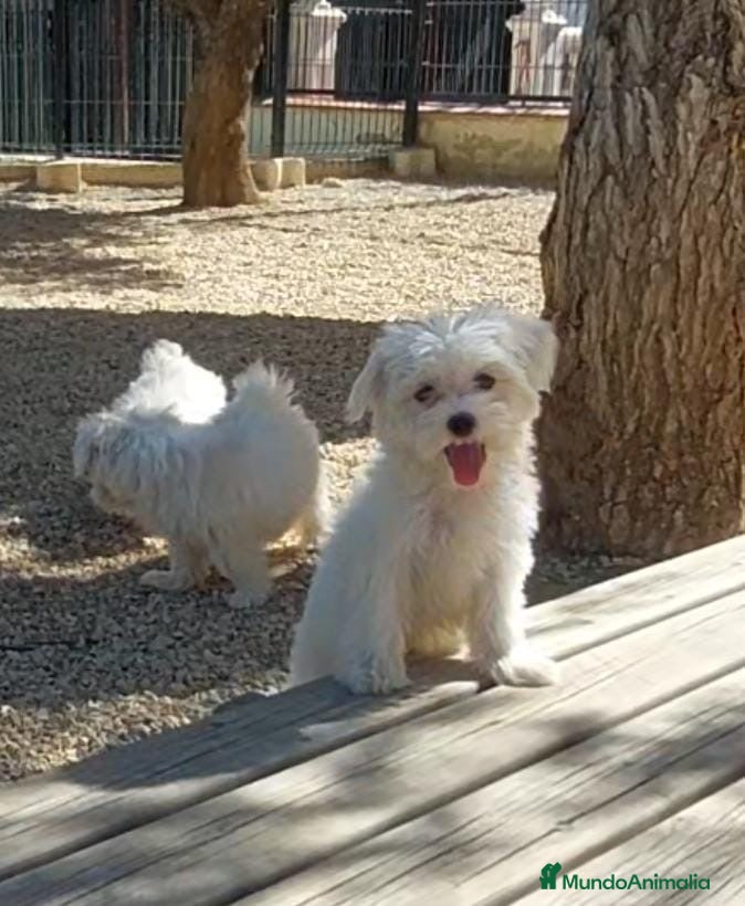 Bichón Maltés perros Bichon maltés CARABY Benidorm  - Anuncio 14