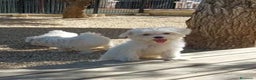 Bichón Maltés perros en venta: Bichon maltés CARABY Benidorm  en Alicante - Anuncio 7