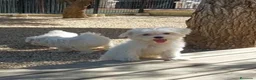 Bichón Maltés perros en venta: Bichon maltés CARABY Benidorm  en Alicante - Anuncio 7