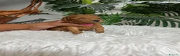Caniche Toy perros en venta: CANICHE TOY  - Anuncio 17