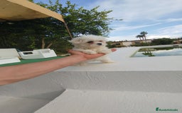 Bichón Maltés perros en venta: Bichón maltés toy  - Imagen 3