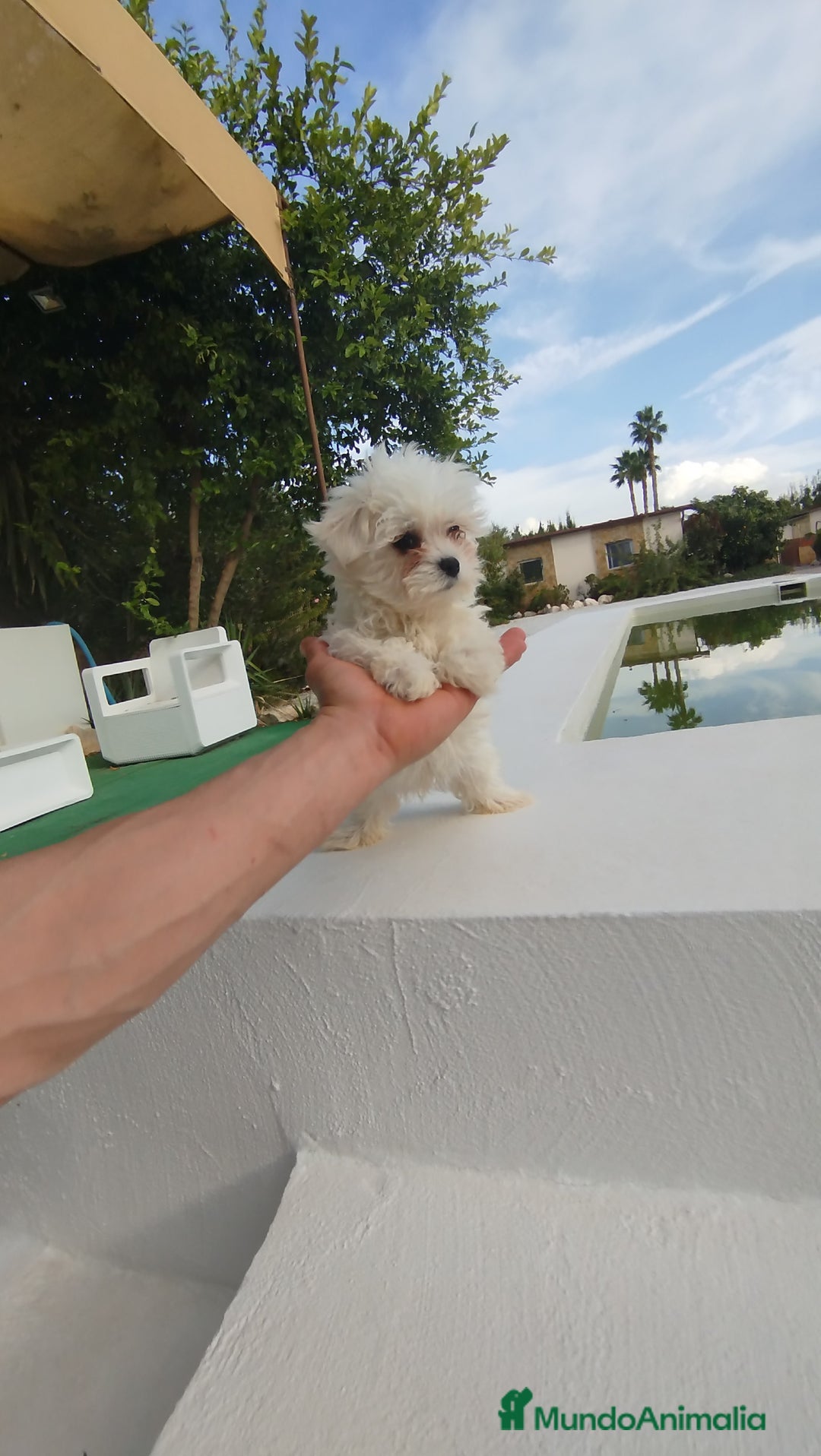 Bichón Maltés perros en venta: Bichón maltés toy  - Imagen 3