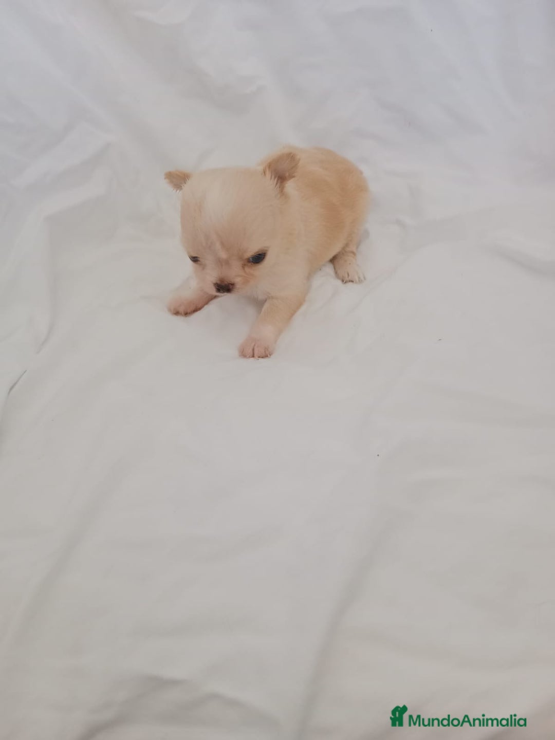 Chihuahua perros en venta: IMPRESIONANTE  CHIHUAHUA   LINEA  TOY  - Anuncio 13
