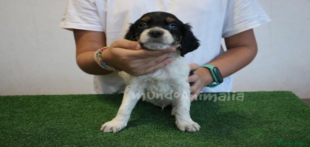 Imagen de galería {{count}}