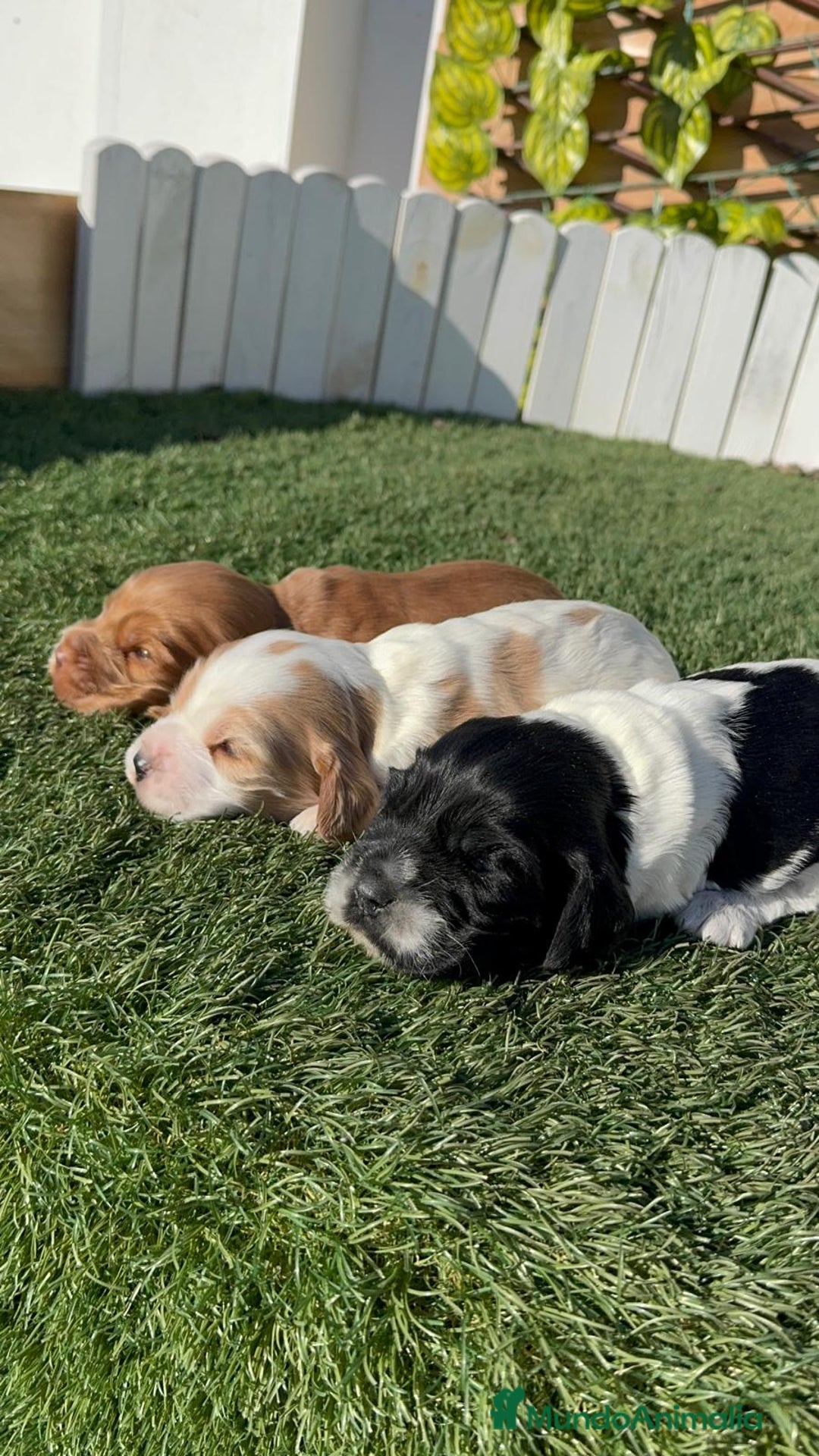 Cocker Spaniel Inglés perros en venta: COCKER SPANIEL INGLES - Anuncio 8