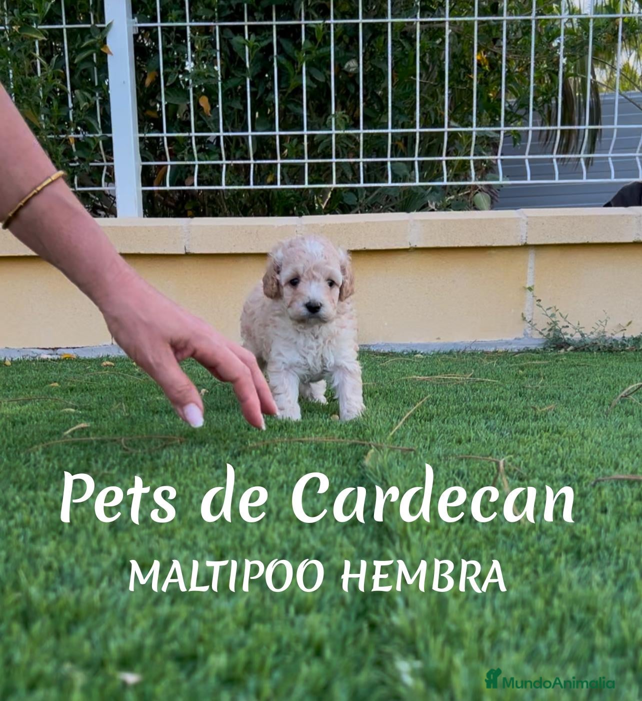 Maltipoo perros en venta: MALTIPOO APRICOT HEMBRA - Anuncio 1