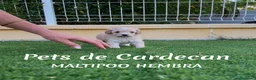 Maltipoo perros en venta: MALTIPOO APRICOT HEMBRA - Anuncio 1