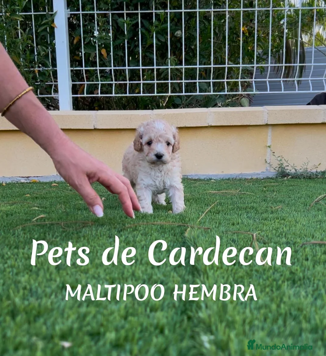 Maltipoo perros en venta: MALTIPOO APRICOT HEMBRA - Anuncio 1