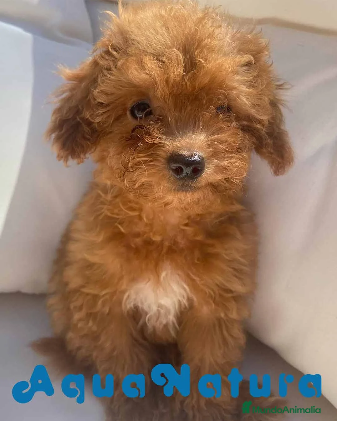 Caniche Enano perros en venta: Caniche Macho 6239 - AQUANATURA en Barcelona - Anuncio 4