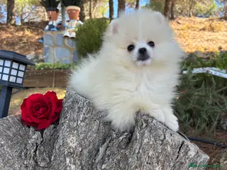 Pomerania perros Pomerania hembra lulu de Pomerania - Anuncio 1