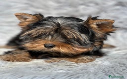 Yorkshire Terrier perros en venta: Yorki mini  - Imagen 3