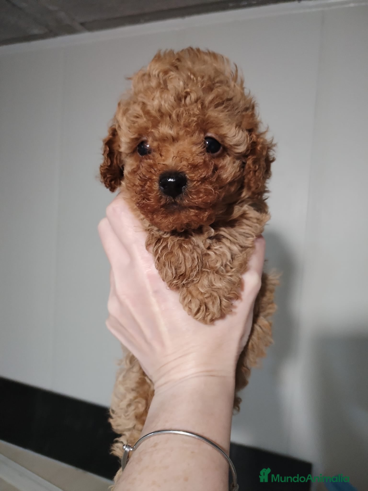 Caniche Mediano perros en venta: Caniche hembra - Anuncio 2