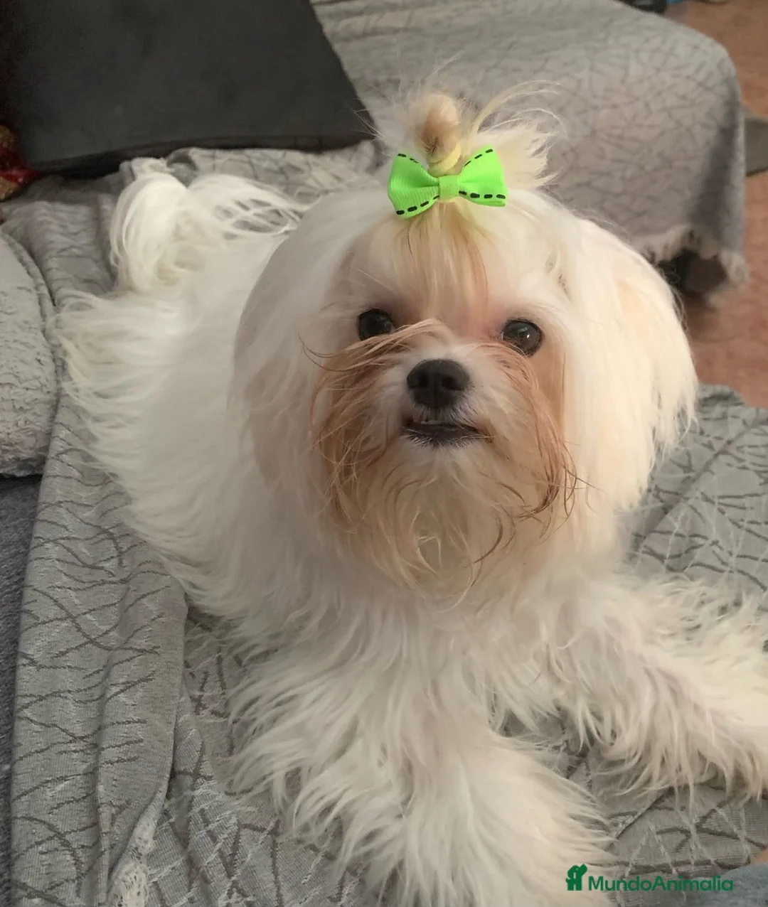 Bichón Maltés perros en venta: Bichón maltes mini - Anuncio 1
