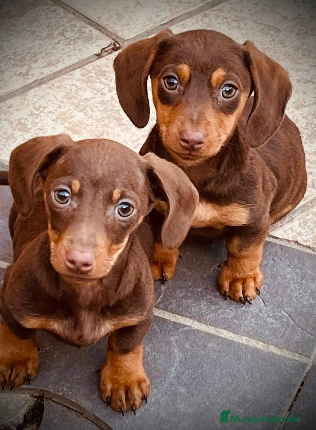 Teckel Miniatura perros en venta: Teckel mini Chocolate en Illes Balears - Anuncio 2