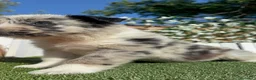 Border Collie perros en venta: BORDER COLLIE MACHO - Anuncio 2