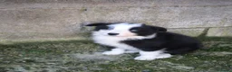 Border Collie perros en venta: Último cachorro border collie! - Anuncio 3