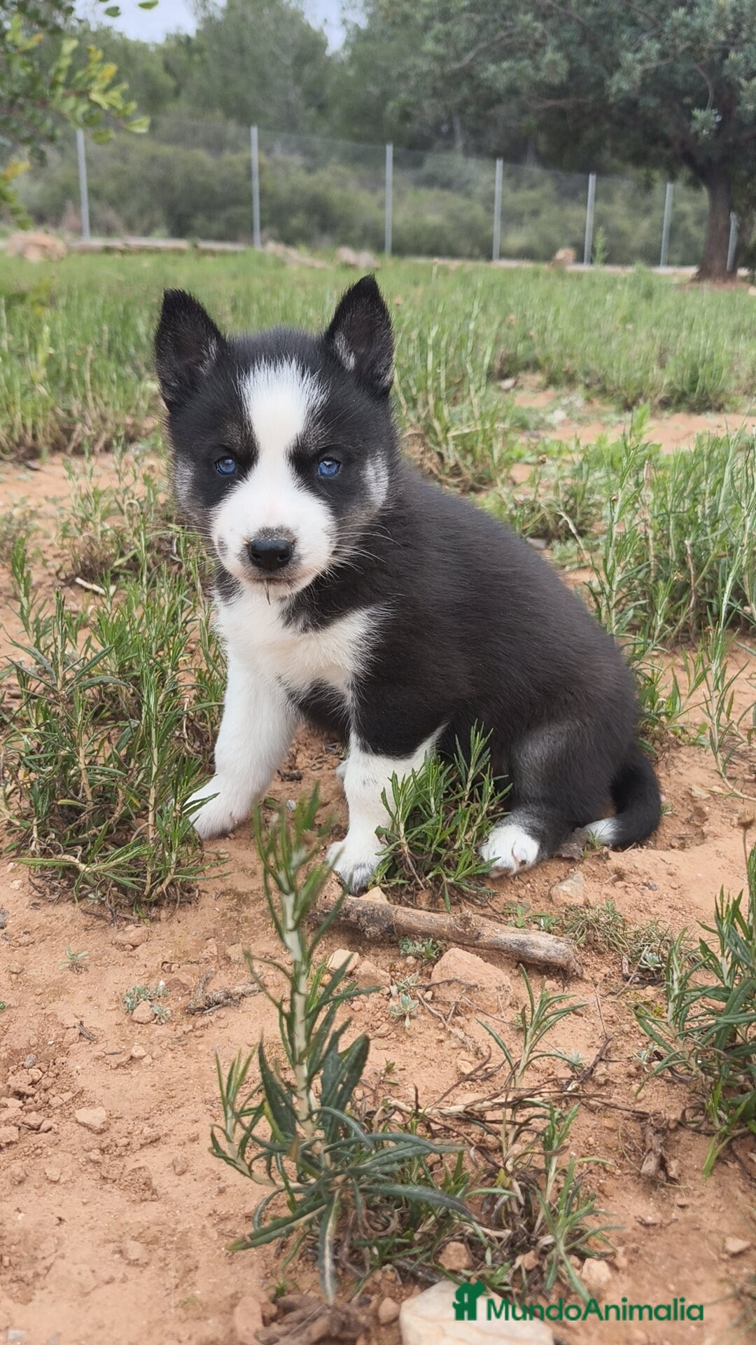 Husky Siberiano perros en venta: Husky SIBERIANO disponibles  - Anuncio 22