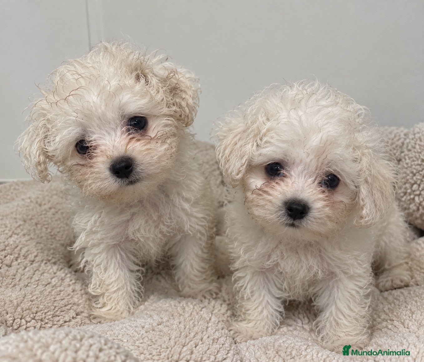 Bichón Maltés perros BICHÓN MALTÉS: MACHO Y HEMBRA 🎀 - Anuncio 3
