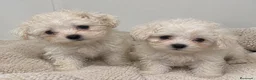Bichón Maltés perros en venta: BICHÓN MALTÉS: MACHO Y HEMBRA 🎀 - Anuncio 1
