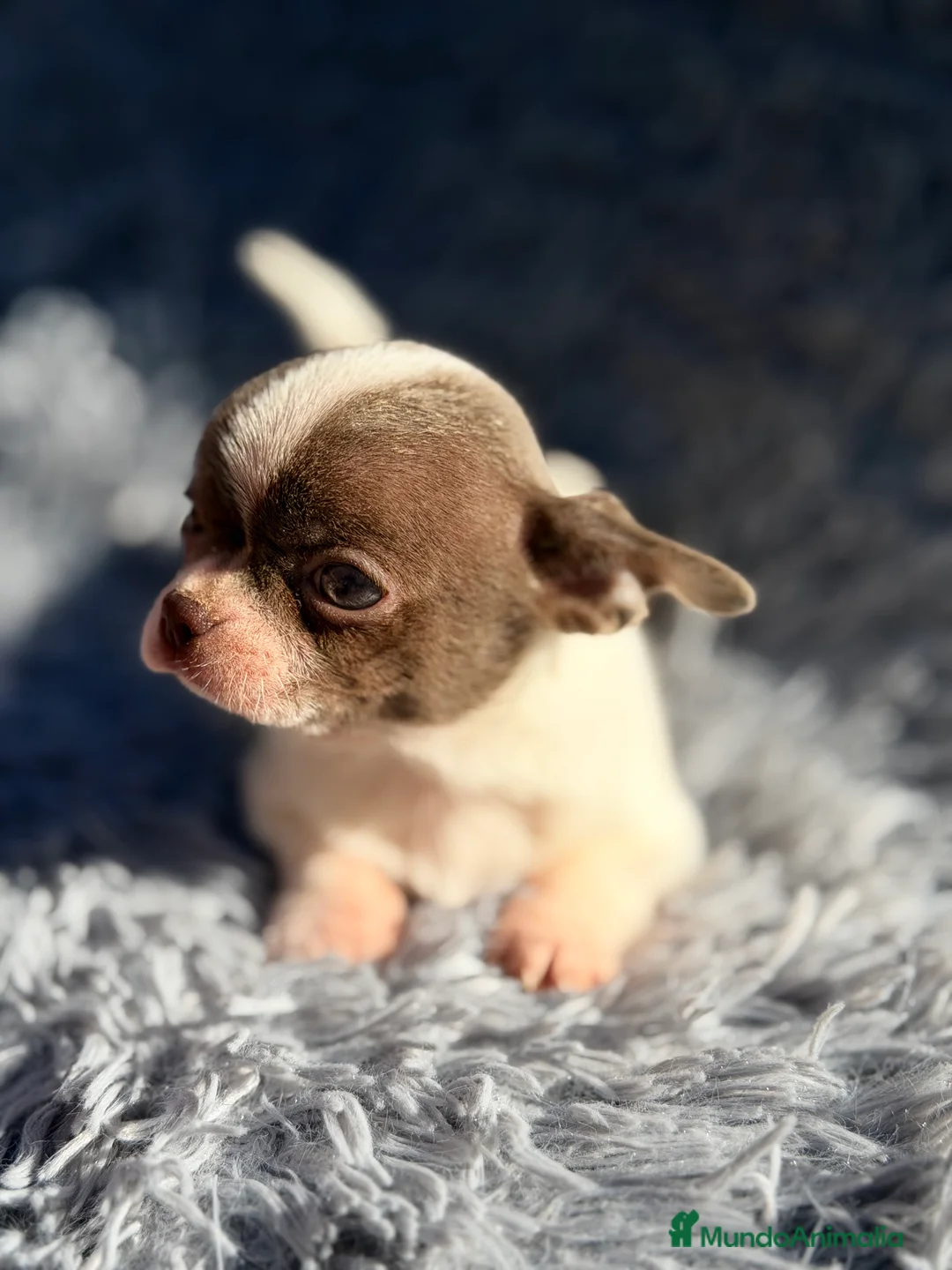 Chihuahua perros en venta: Chihushua mini Toy  - Anuncio 4