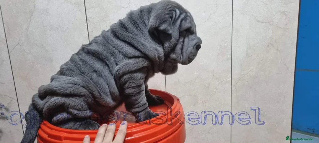 Shar Pei perros en venta: ‼️‼️Preciosa camada de minipeis  - Anuncio 2